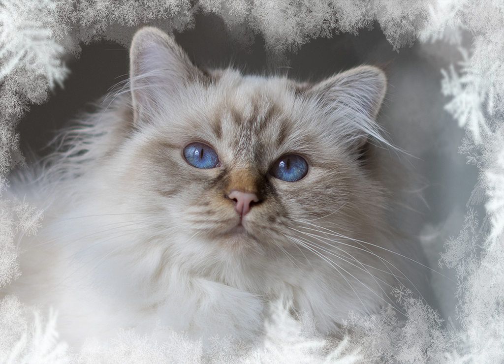 adventskalender_quemalee